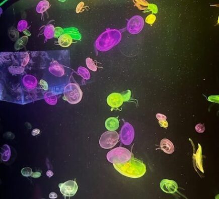 fluoroescencyjne kolkorowe meduzy w akwarium