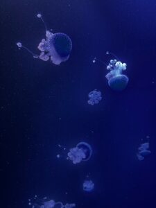 meduzy w Aquarium w Hiszpanii Gran Canaria Las Palmas